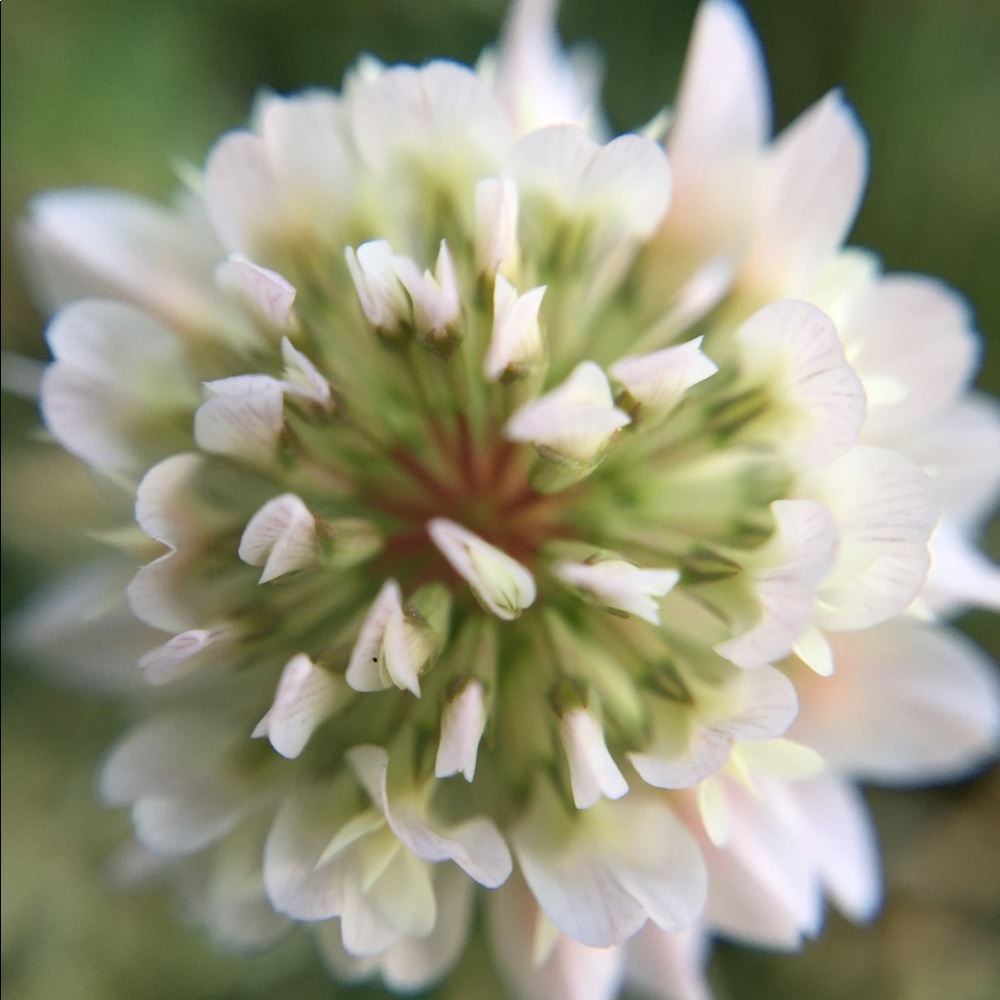 Meet your Posher, Reagan